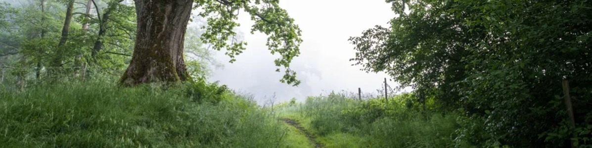 Marks kommun
